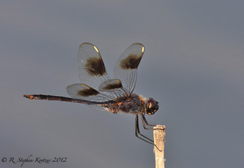 Brachymesia gravida, male